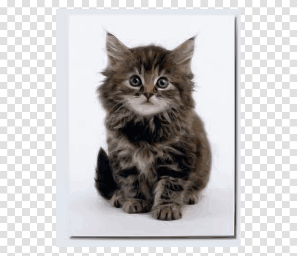 Macska, Animals, Kitten, Cat, Pet Transparent Png