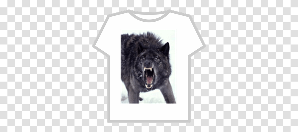 Mad Black Wolf00 Roblox Insanity Wolf, Mammal, Animal, Coyote, Teeth Transparent Png