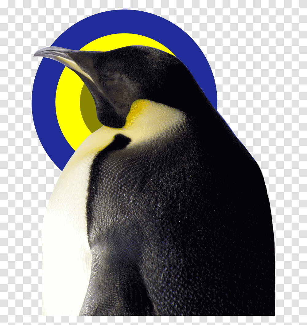 Mad Dimension King Penguin, Bird, Animal Transparent Png