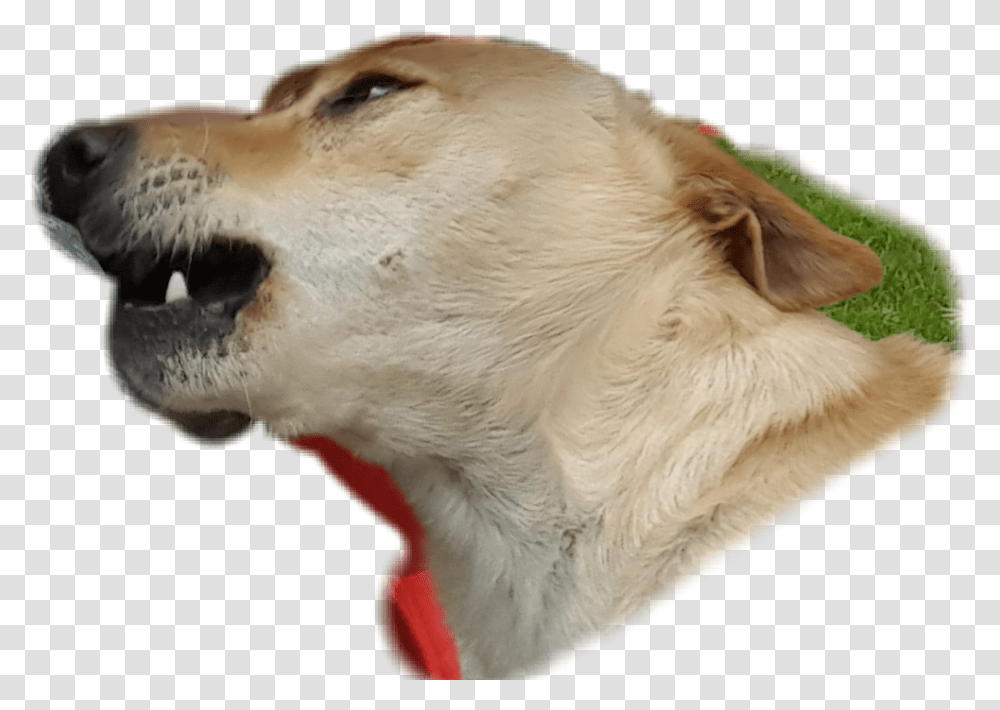 Mad Dog Silly Fun Remixit Folow Companion Dog, Animal, Pet, Canine, Mammal Transparent Png
