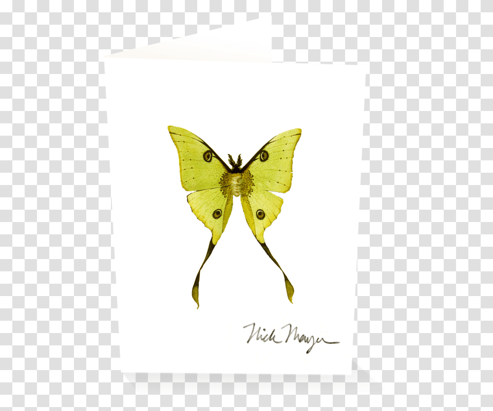 Madagascan Moon Moth Southern Dogface, Butterfly, Insect, Invertebrate, Animal Transparent Png
