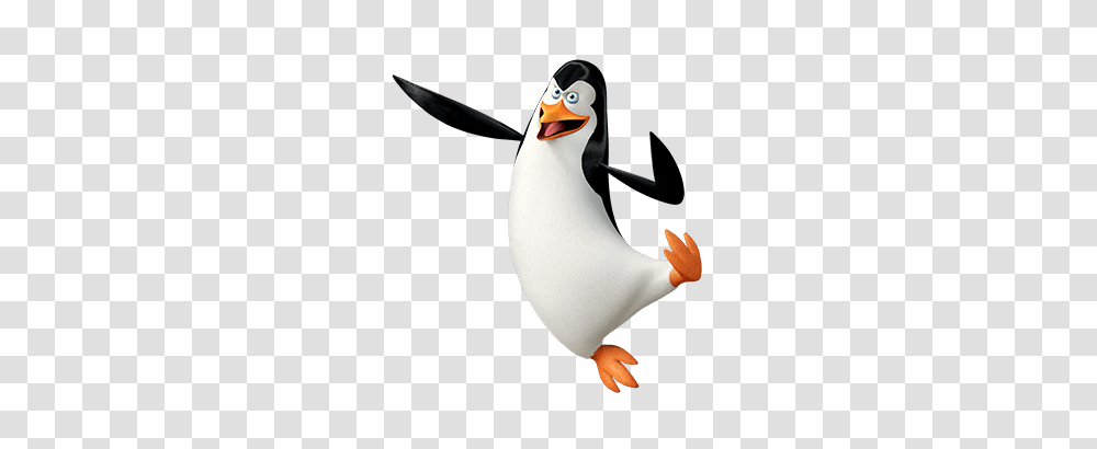 Madagascar, Bird, Animal, Penguin, Person Transparent Png