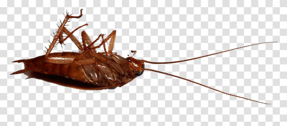 Madagascar Hissing Cockroach Cockroach, Insect, Invertebrate, Animal, Lobster Transparent Png