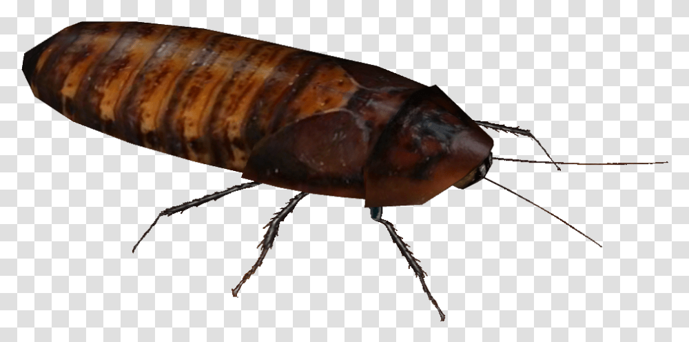 Madagascar Hissing Cockroach, Insect, Invertebrate, Animal, Flea Transparent Png