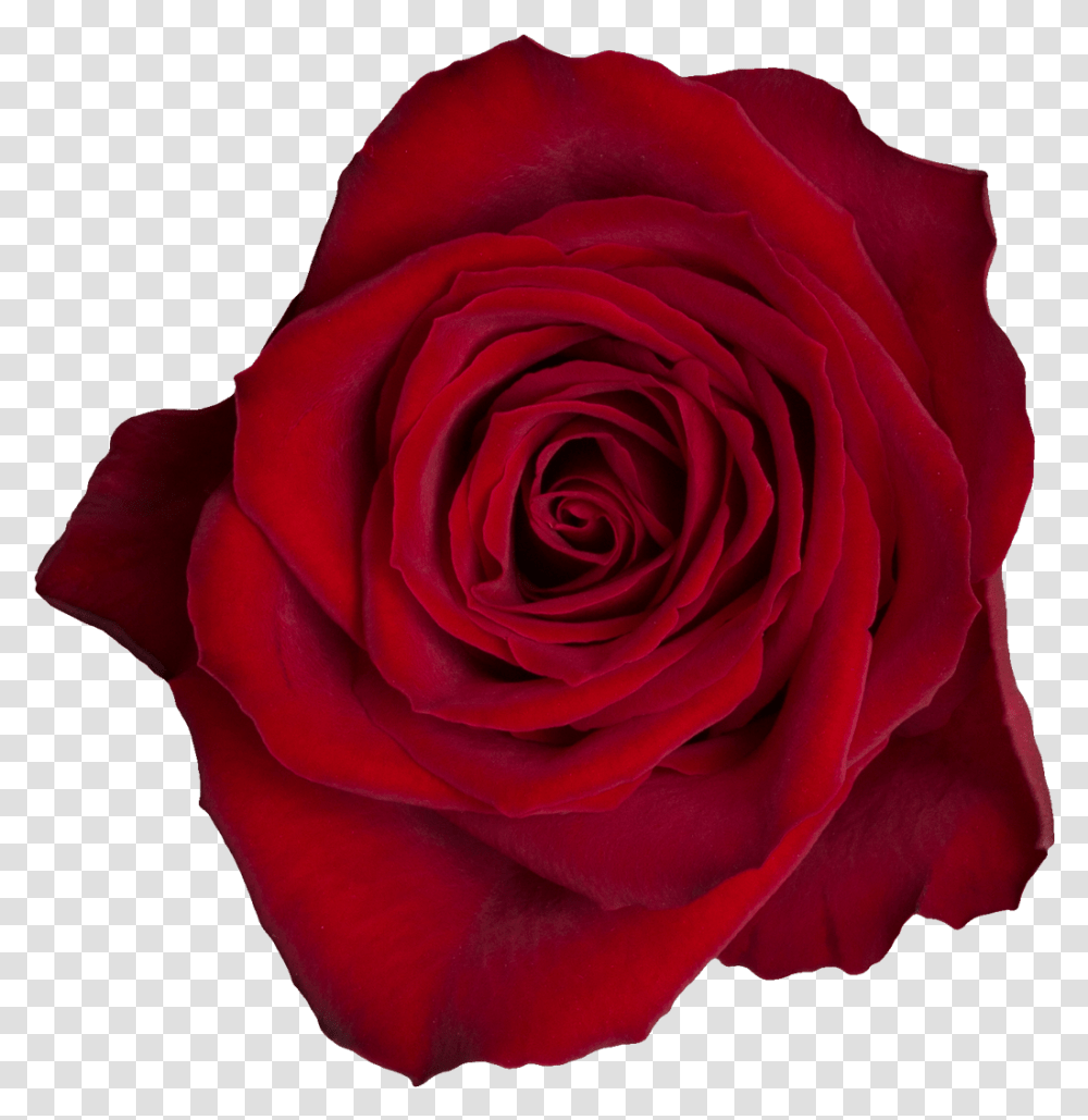 Madam Red A Floribunda, Rose, Flower, Plant, Blossom Transparent Png