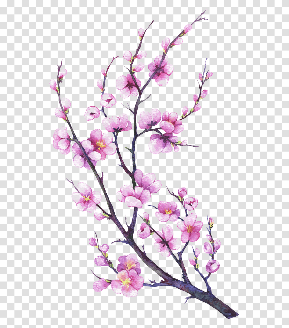 Made From Eggs Oil Water Flour And Salt Watercolor Painting, Plant, Cherry Blossom, Flower Transparent Png