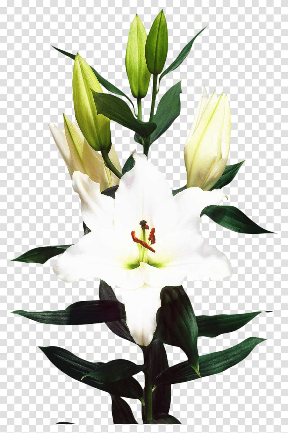 Madonna Lily Cut Flowers Floristry Bulb Download Madonna Lily, Plant, Blossom, Pollen, Amaryllis Transparent Png