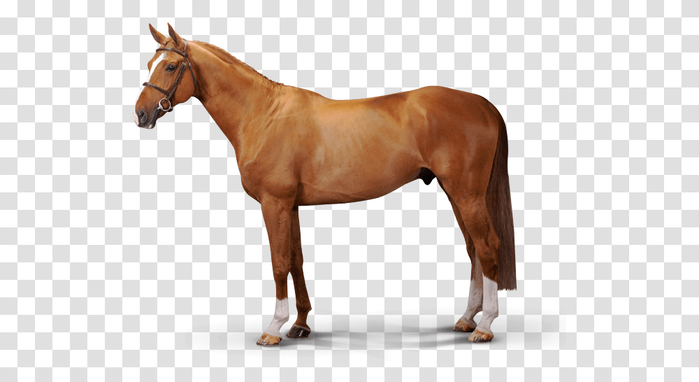 Maestro Van Het Binnenveld, Horse, Mammal, Animal, Stallion Transparent Png