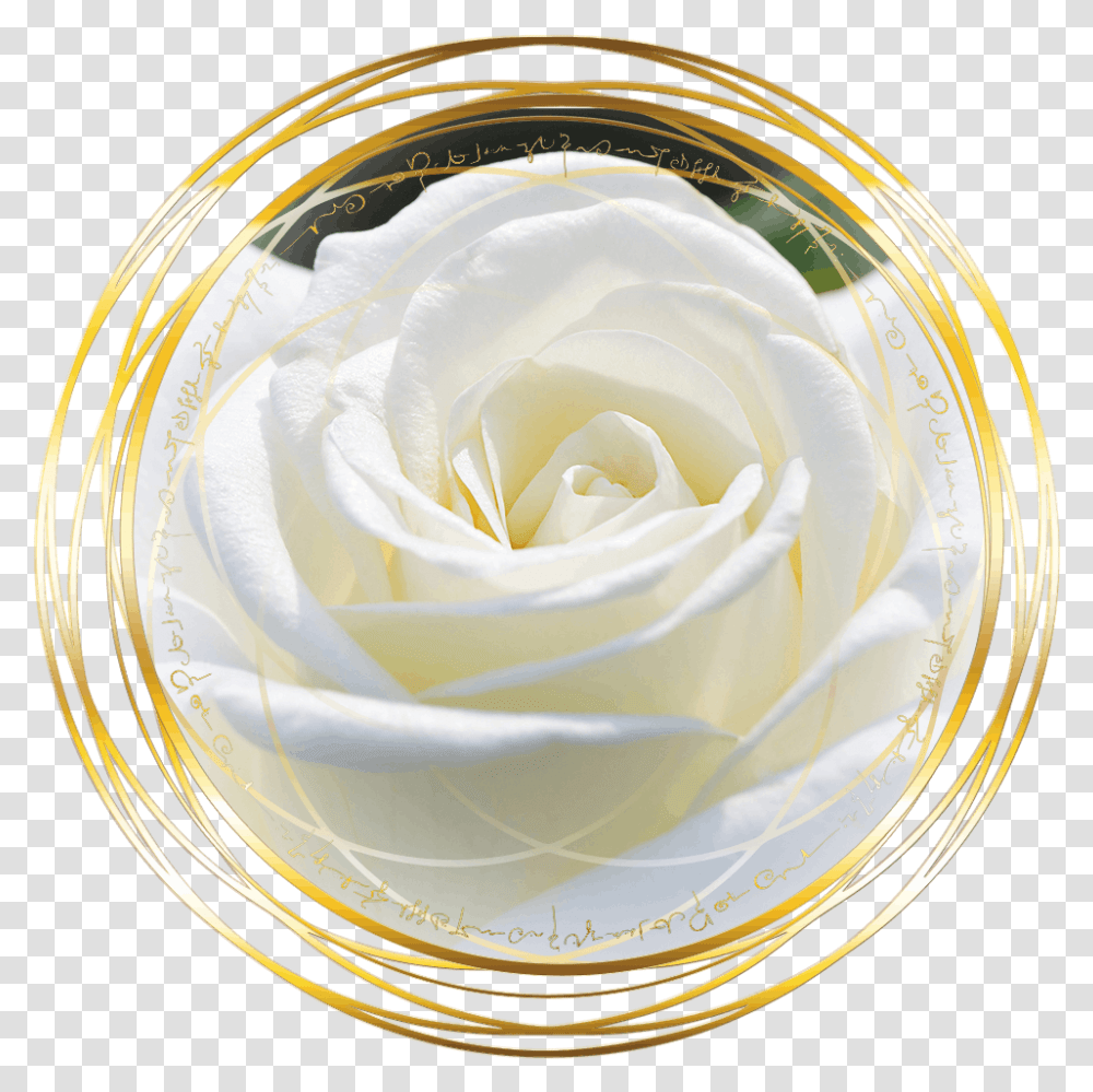 Magdalena Of The Rose Red Transmission The Rose White Pics Of Flowers, Plant, Blossom Transparent Png