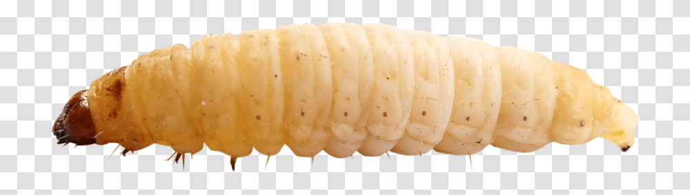 Maggot Insect Clipart Maggot, Fungus, Teeth, Mouth, Sliced Transparent Png