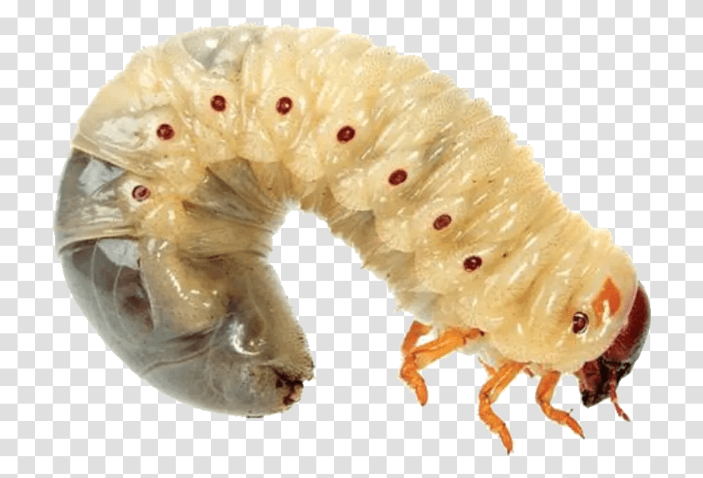 Maggots, Insect, Animal, Invertebrate, Food Transparent Png