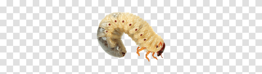 Maggots, Insect, Animal, Invertebrate, Photography Transparent Png