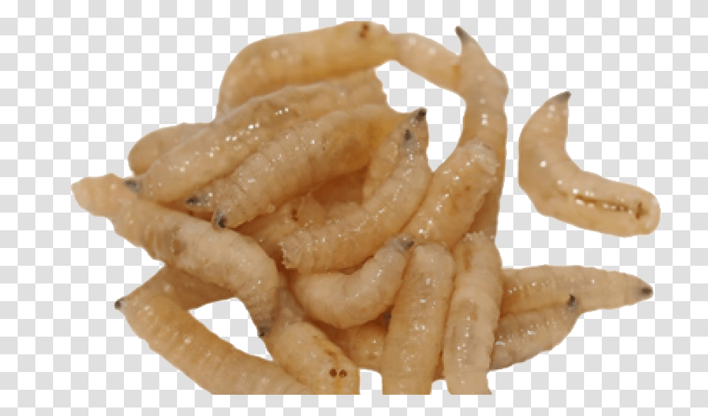Maggots, Insect, Food, Animal, Sea Life Transparent Png