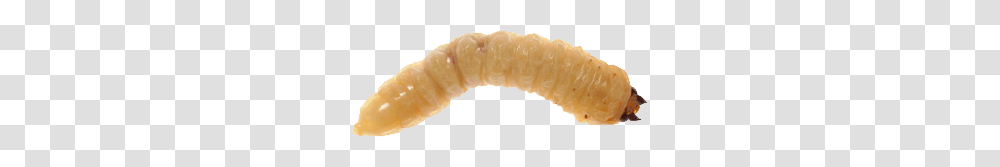 Maggots, Insect, Food, Croissant, Seafood Transparent Png