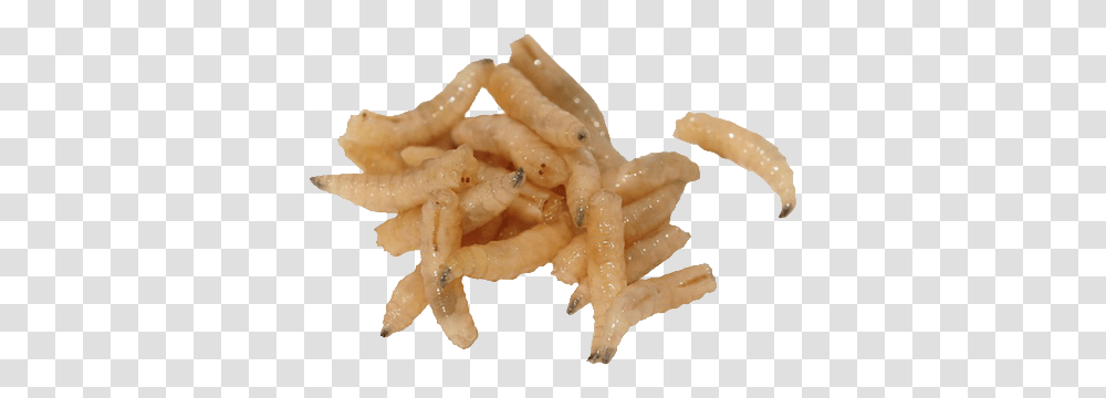 Maggots, Insect, Fries, Food, Seafood Transparent Png
