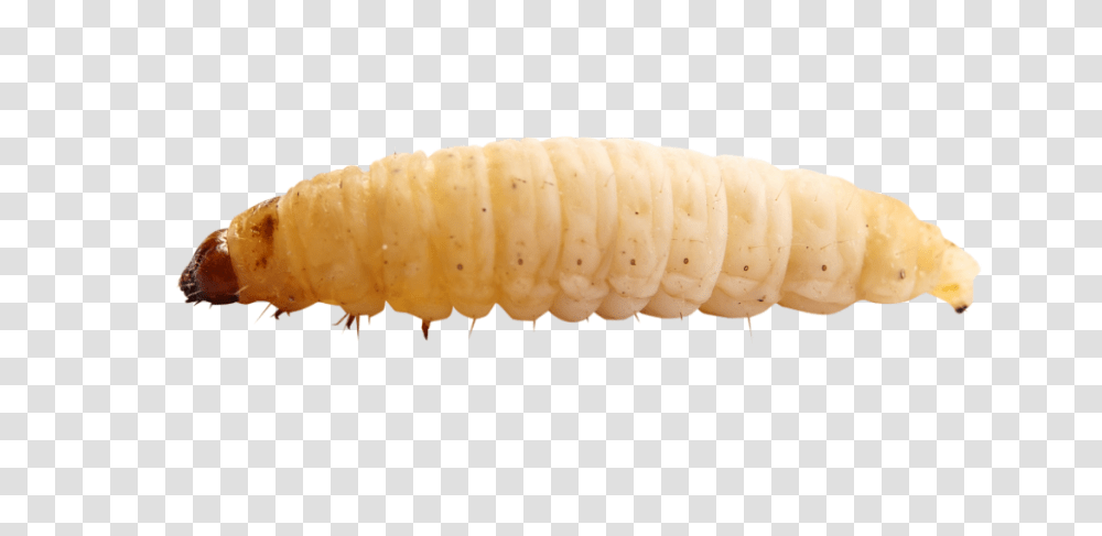 Maggots, Insect, Fungus, Seafood, Animal Transparent Png