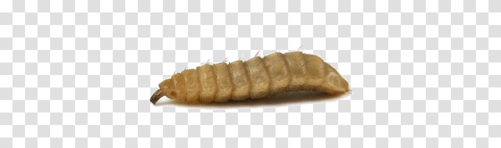 Maggots, Insect, Spiral Transparent Png
