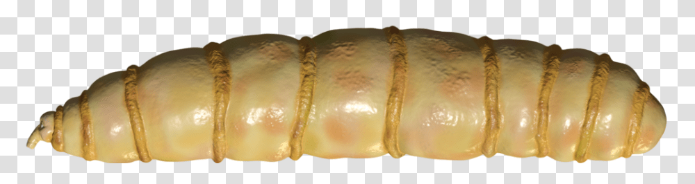 Maggots, Insect, Sweets, Food, Confectionery Transparent Png