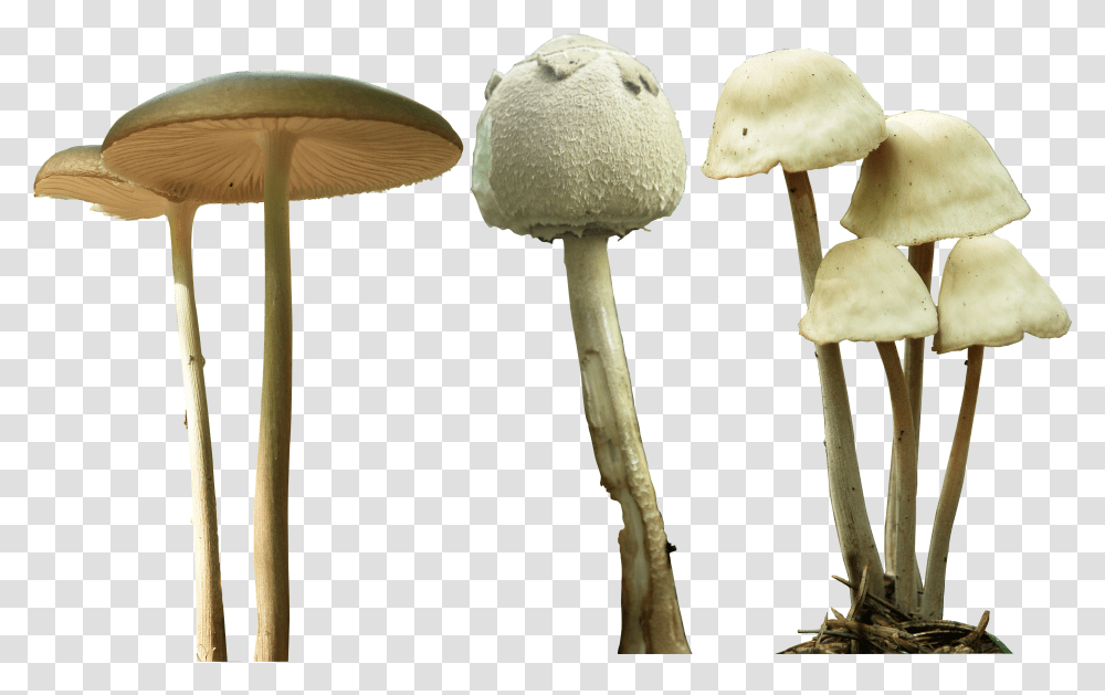 Magic Mushroom Transparent Png