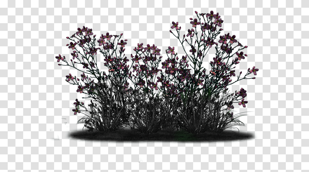 Magic Sparkles Fairy Dbj Pp Smoketree, Plant, Outdoors, Acanthaceae, Flower Transparent Png