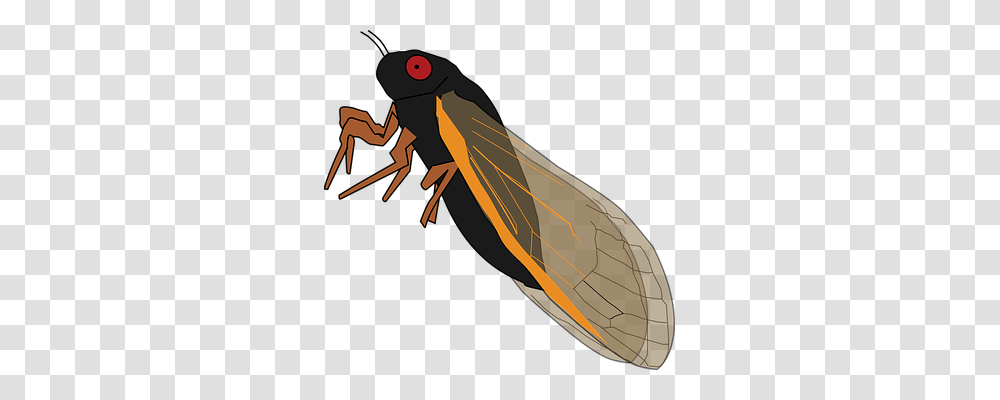 Magicicada Animals, Insect, Invertebrate, Wasp Transparent Png