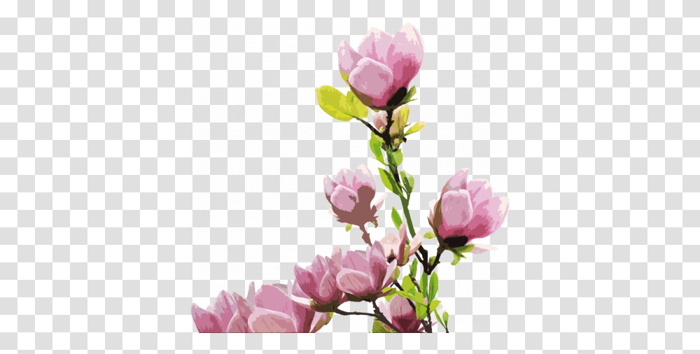 Magnolia 2 Stock Photography, Plant, Flower, Blossom, Flower Arrangement Transparent Png