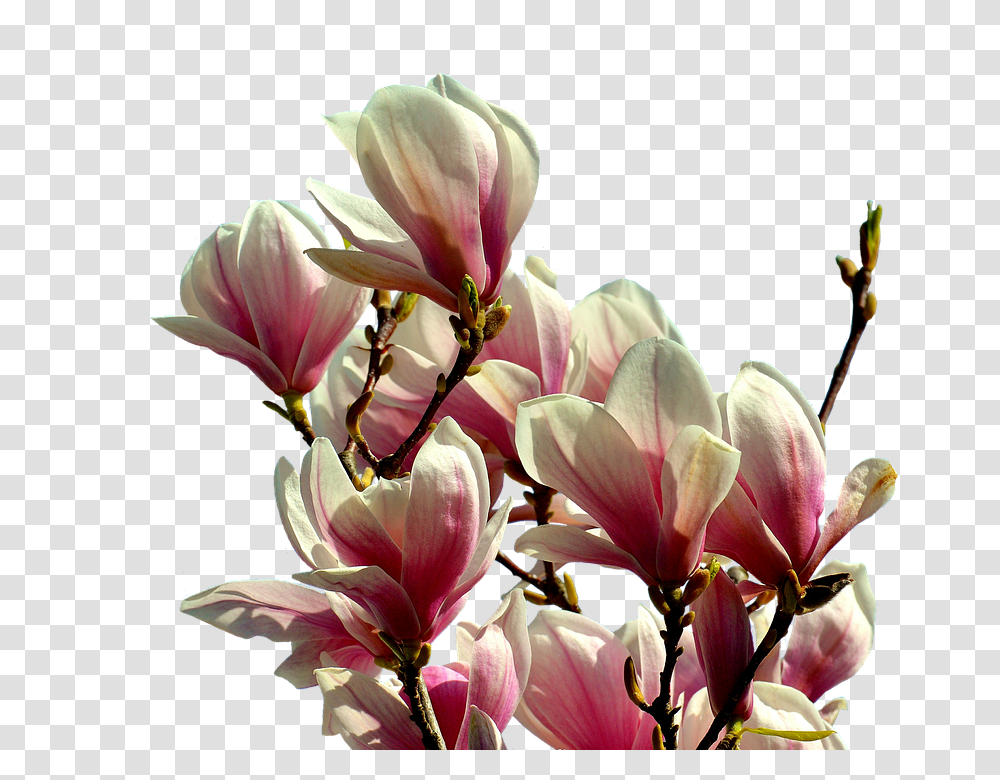 Magnolia 960, Flower, Geranium, Plant, Blossom Transparent Png