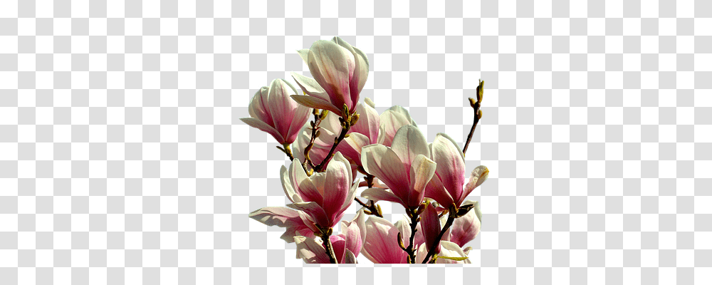 Magnolia Nature, Plant, Geranium, Flower Transparent Png