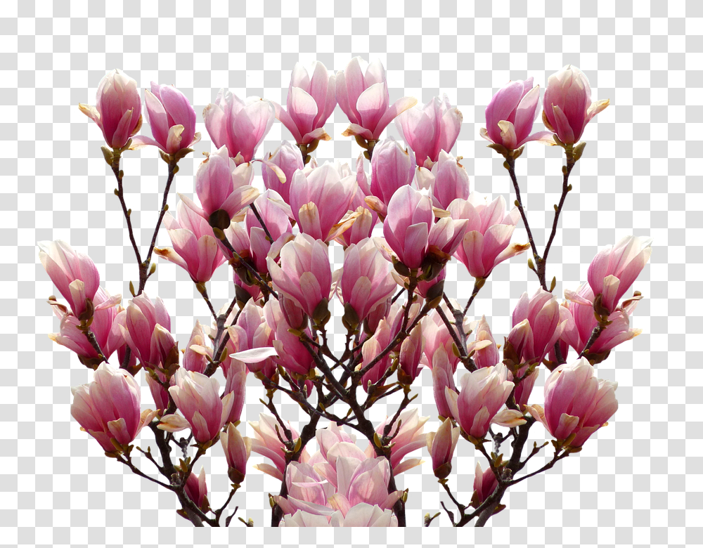Magnolia 960, Flower, Plant, Blossom, Petal Transparent Png