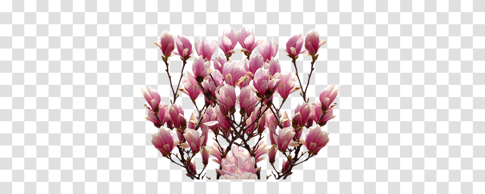 Magnolia Nature, Plant, Flower, Blossom Transparent Png