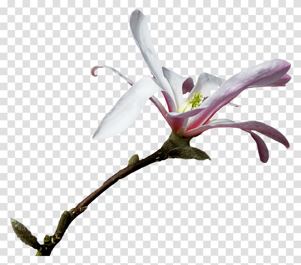Magnolia Branch Free Picture Graphics, Plant, Flower, Blossom, Bird Transparent Png