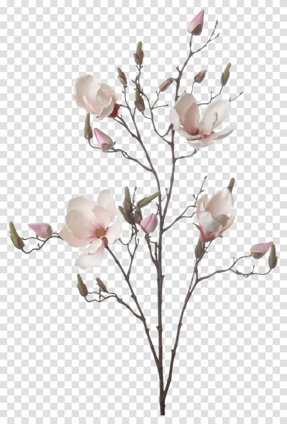 Magnolia Branch, Plant, Flower, Blossom, Vase Transparent Png