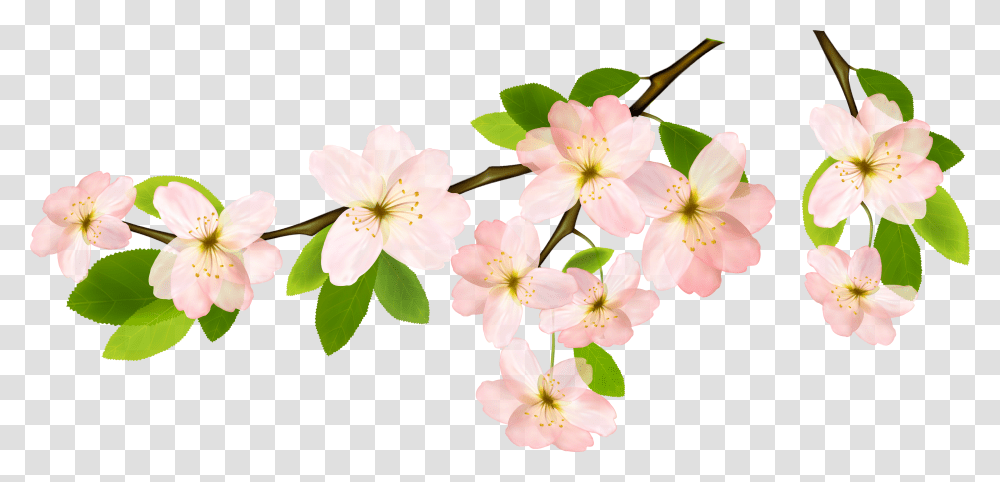 Magnolia Clipart Garland Flower Branches Clipart, Plant, Blossom, Anther, Petal Transparent Png