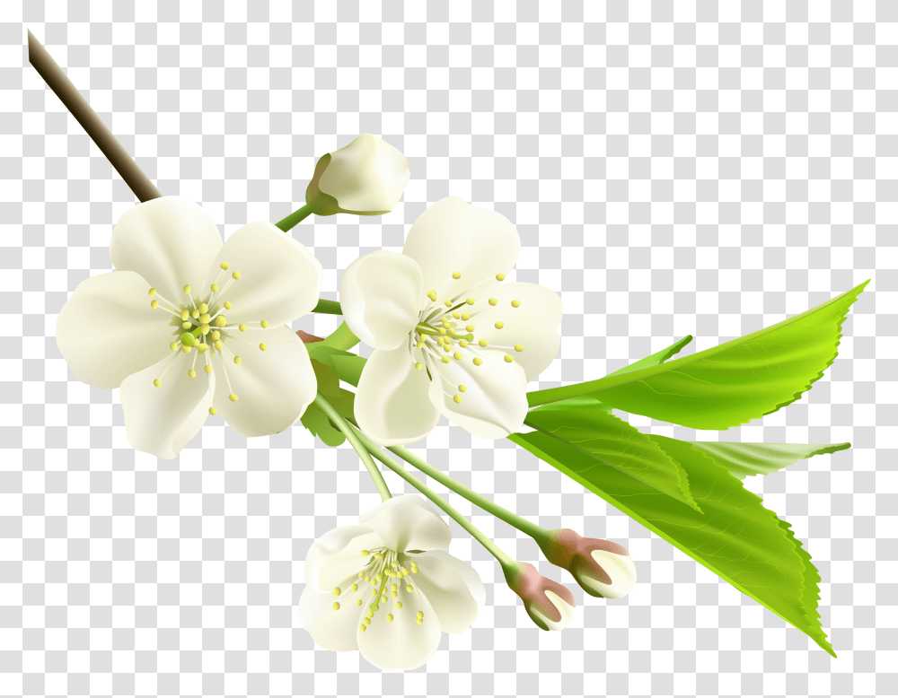 Magnolia Clipart Jasmine Flower Jasmine Flower Hd, Plant, Blossom, Anther, Petal Transparent Png