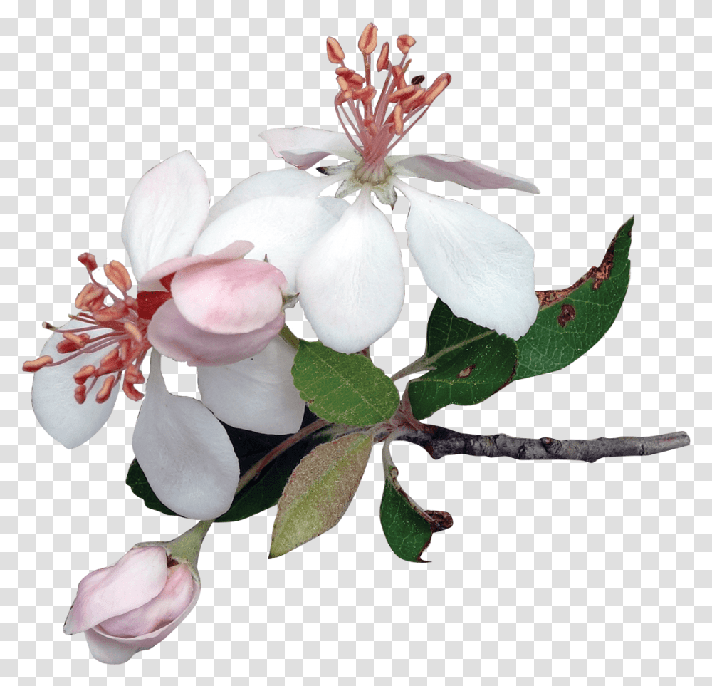 Magnolia Clipart Picture 1587787 Apple Flower, Plant, Blossom, Acanthaceae, Geranium Transparent Png