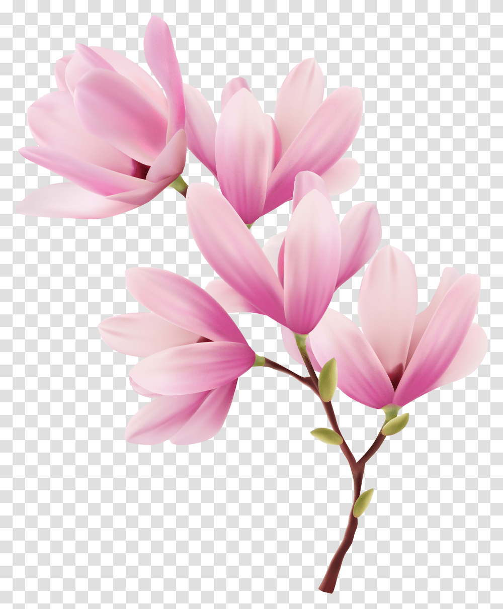 Magnolia Clipart Spring Transparent Png
