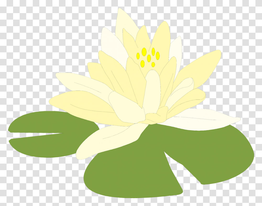 Magnolia Family Lily Pads Background, Plant, Flower, Blossom, Pond Lily Transparent Png