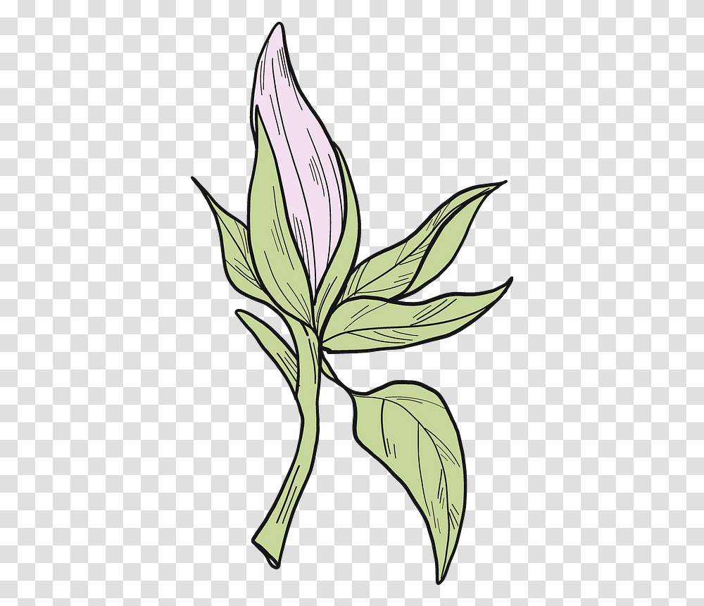 Magnolia Flower Clipart Lilies, Plant, Blossom, Leaf, Bird Transparent Png