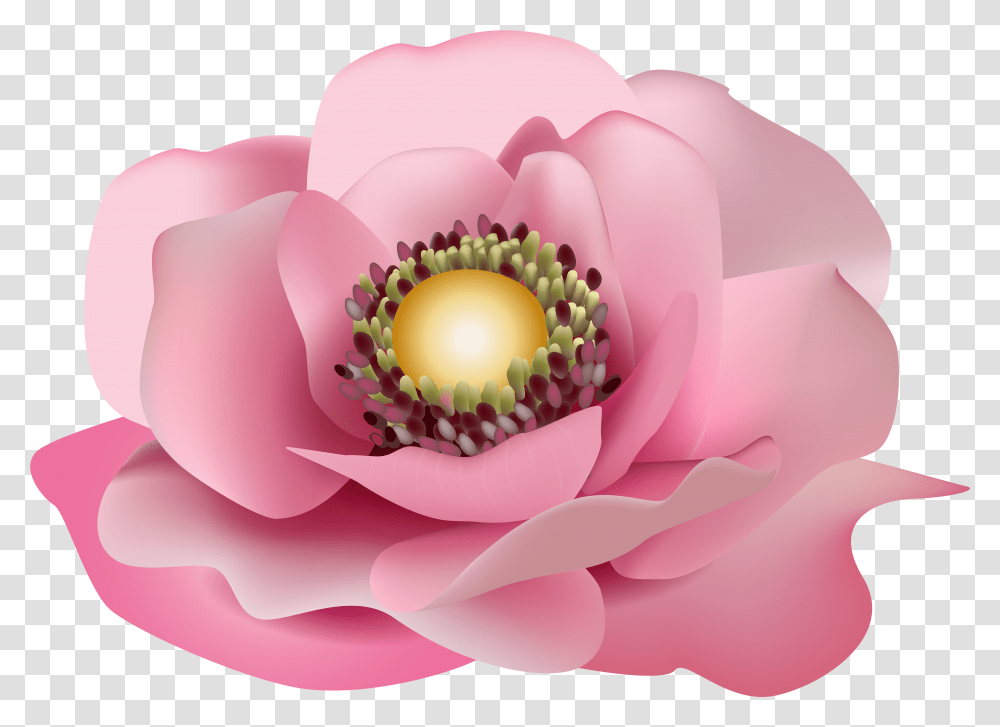 Magnolia Flower Free Flor Rosa, Plant, Petal, Blossom, Pollen Transparent Png