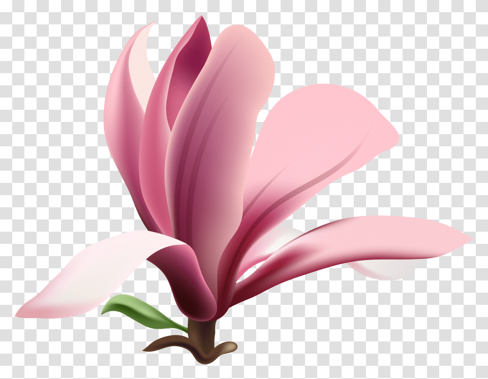 Magnolia Flower Heart Download Free Pink Petals Transparent Png