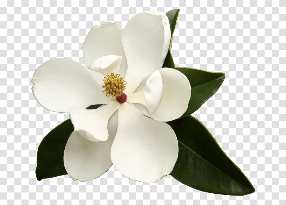 Magnolia Flower Image With No Magnolia Flower, Plant, Blossom, Pollen, Petal Transparent Png