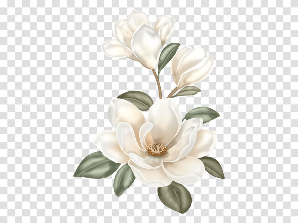 Magnolia Flower, Plant, Blossom, Anther, Petal Transparent Png