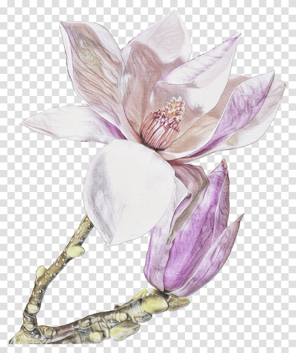 Magnolia Free, Plant, Flower, Blossom, Lily Transparent Png