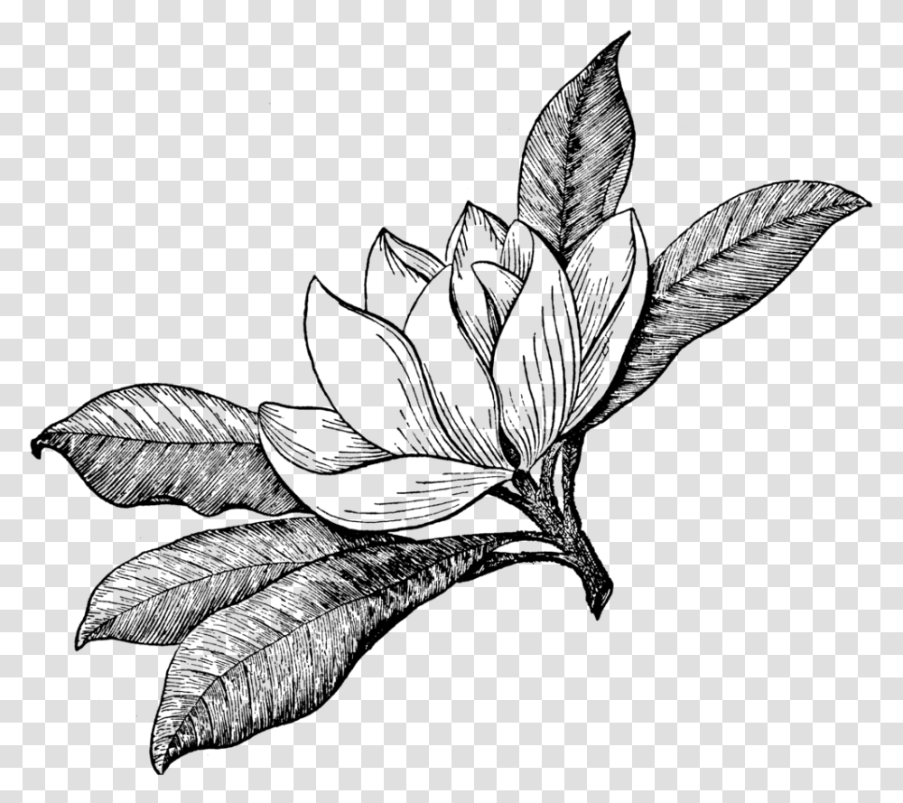 Magnolia Garden And Landscape, Gray, World Of Warcraft Transparent Png