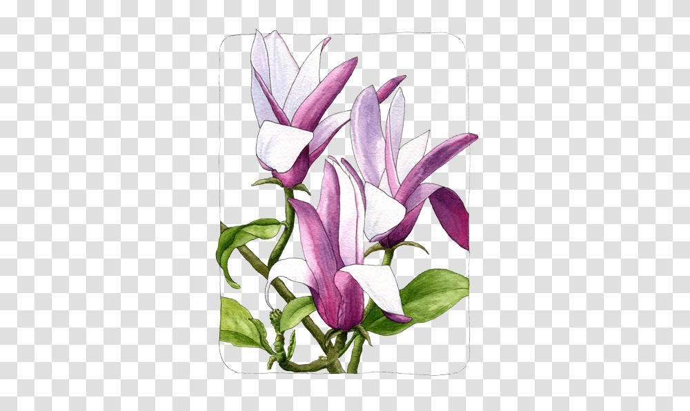 Magnolia Helen Krayenhoff, Plant, Flower, Floral Design, Pattern Transparent Png