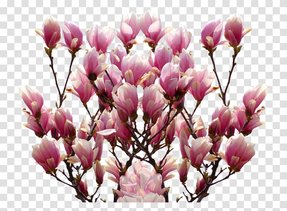 Magnolia Image Magnolia Tulip Flower Clipart, Plant, Blossom, Petal, Spring Transparent Png