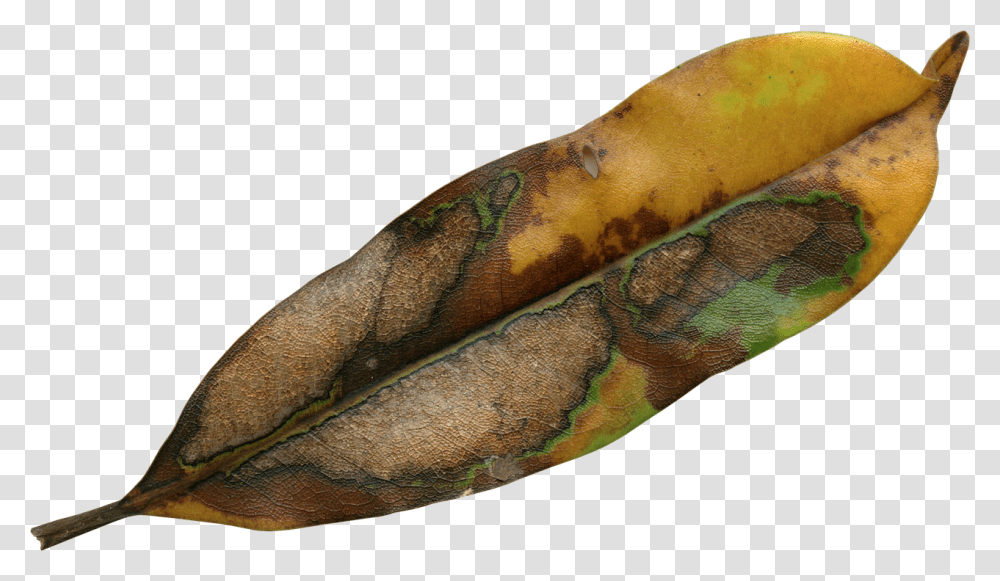 Magnolia Leaf Nature, Plant, Skin, Snake Transparent Png