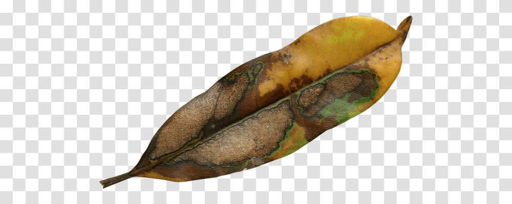 Magnolia Leaf Nature, Plant, Skin, Snake Transparent Png