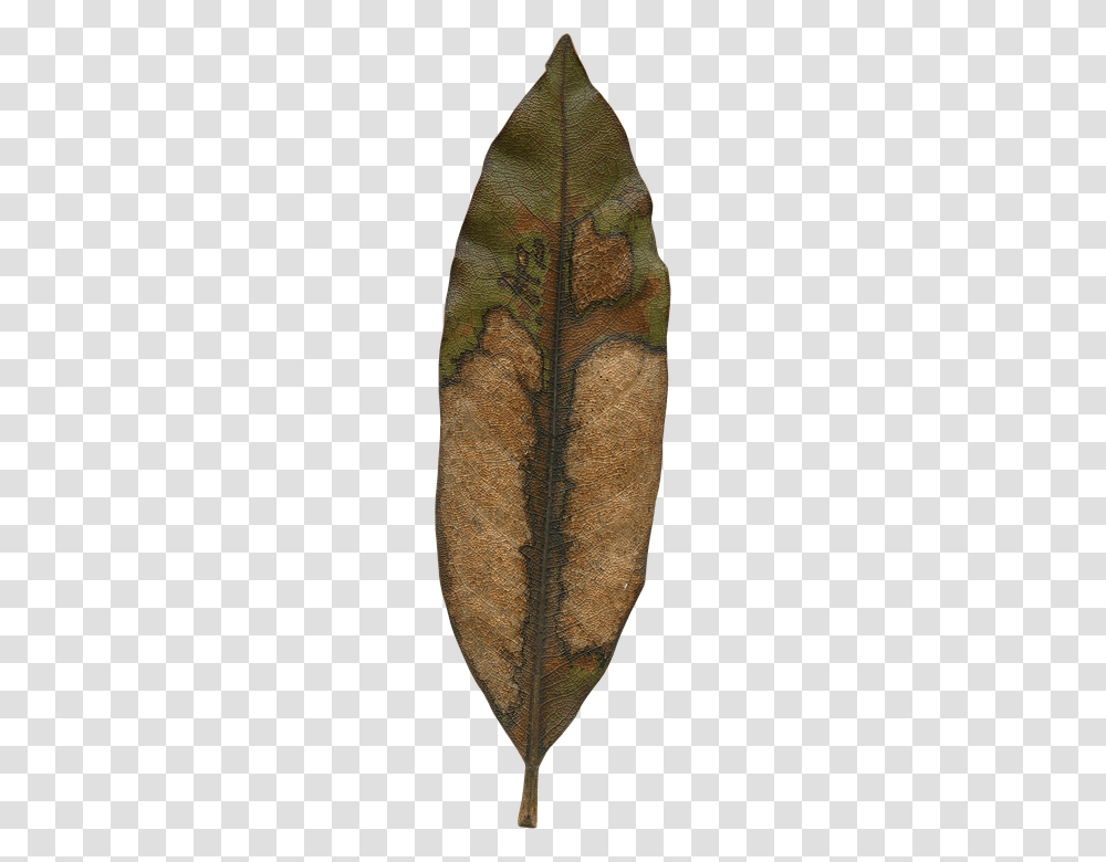 Magnolia Leaf 960, Nature, Plant, Wood, Tree Transparent Png