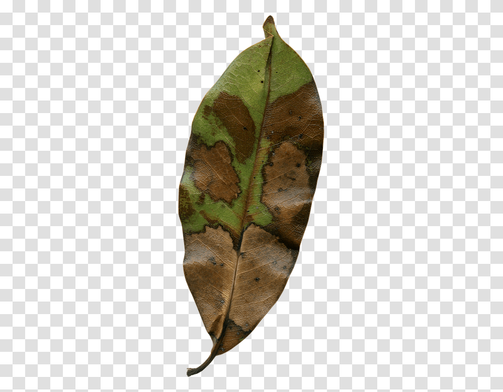 Magnolia Leaf 960, Nature, Plant, Veins, Brick Transparent Png